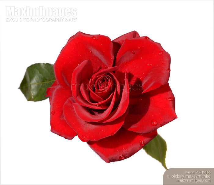 Red Rose Isolated on White Stock photo of Red Rose Isolated on White Buy commercial use license at MaximImages