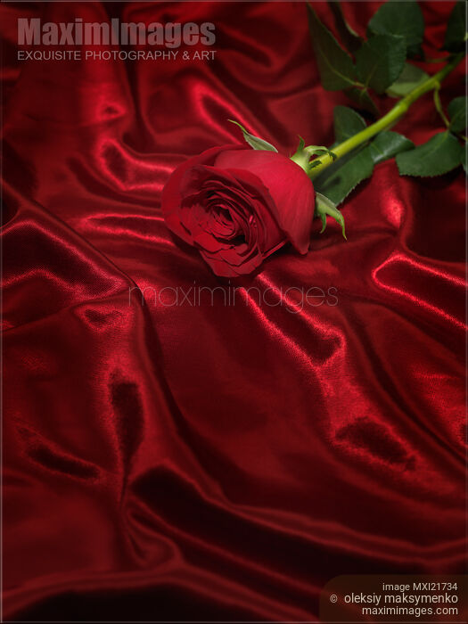 Red Rose on Silky Fabric Stock photo of Red Rose on Silky Fabric Buy commercial use license at MaximImages