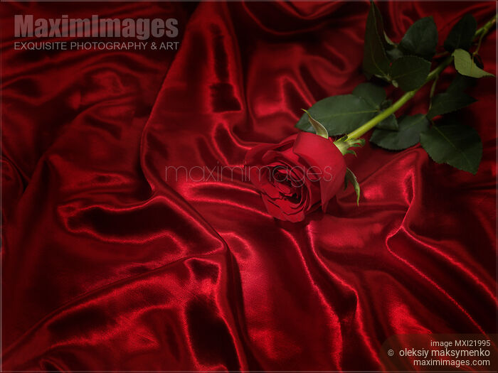 Stock photo of Red Rose on Silky Fabric Buy commercial use license at MaximImages