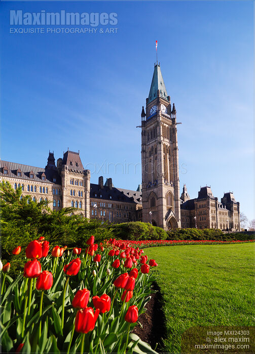 Red tulips in front of The Parliament Building in Ottawa Canada Stock photo of Red tulips in front of The Parliament Building in Ottawa Canada Buy commercial use license at MaximImages