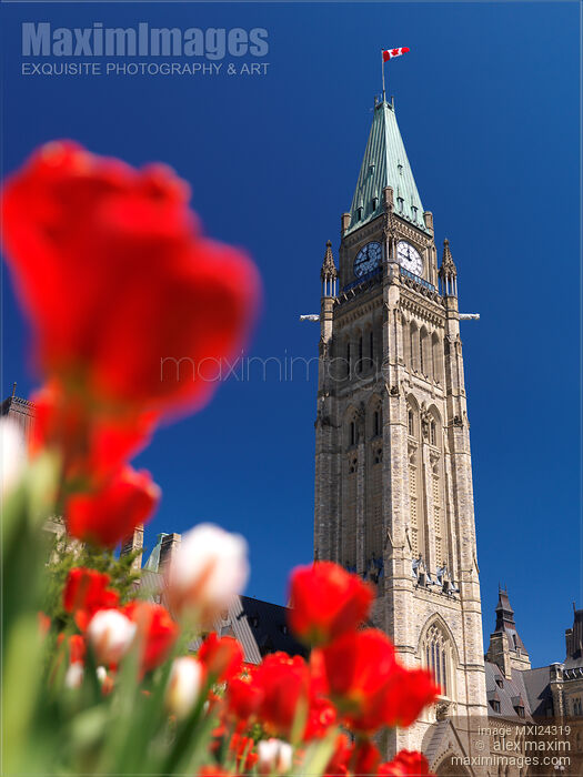 Stock photo of Red tulips in front of The Peace Tower in Ottawa Canada Buy commercial use license at MaximImages