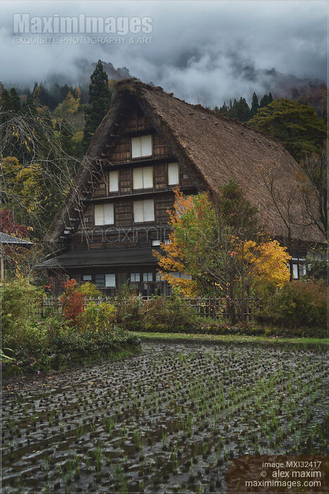 Stock photo of Rice paddy in front of traditional Japanese Gassho style house at Shirakawa-go traditional village Japan Buy commercial use license at MaximImages