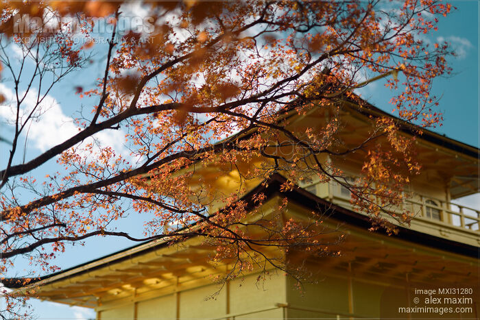 Stock photo of Rokuon-ji Temple of the Golden Pavilion behind red autumn maple tree leaves Buy commercial use license at MaximImages