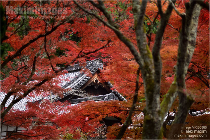 Roofs of a Japanese temple historic building behind a red maples in autumn scenery Stock photo of Roofs of a Japanese temple historic building behind a red maples in autumn scenery Buy commercial use license at MaximImages