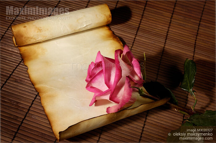 Stock photo of Rose on old parchment paper. Love letter, romantic background. Buy commercial use license at MaximImages