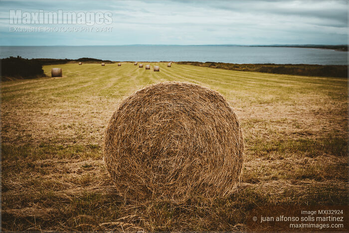 Stock photo of Round straw bale in a countryside scenery of a farm field in Ireland Buy commercial use license at MaximImages