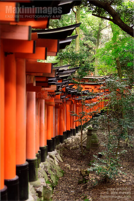 Stock photo of Row of Torii gates at Fushimi Inari shrine in Kyoto Japan Buy commercial use license at MaximImages