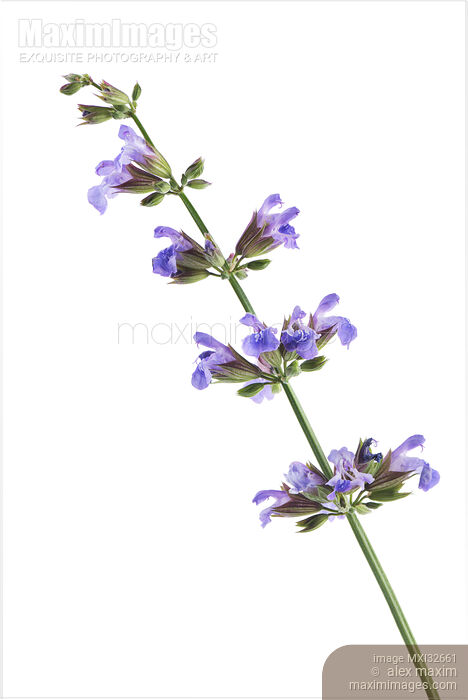 Stock photo of Sage blossoming plant artistic closeup of purple flowers Salvia officinalis on white Buy commercial use license at MaximImages