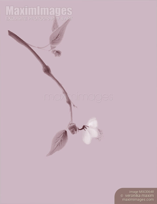 Stock image of Sakura branch with delicate blossom Japanese Zen painting artistic design in pink color Buy commercial use license at MaximImages