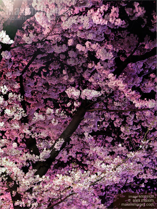 Sakura cherry blossom at night Stock photo of Sakura cherry blossom at night Buy commercial use license at MaximImages