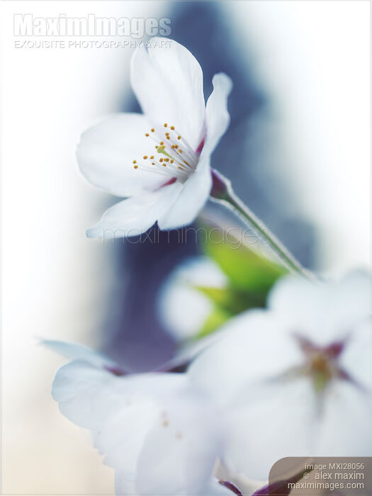 Sakura cherry blossom flowers Stock photo of Sakura cherry blossom flowers Buy commercial use license at MaximImages