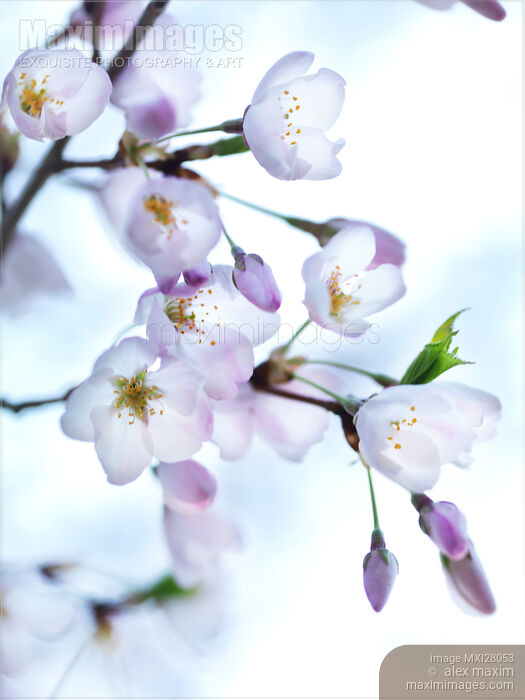 Sakura Japanese cherry blossom Stock photo of Sakura Japanese cherry blossom Buy commercial use license at MaximImages