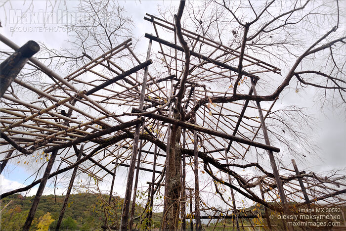 Sakura tree being trained over a structure of bamboo scaffolds Niwaki Japanese gardening Stock photo of Sakura tree being trained over a structure of bamboo scaffolds Niwaki Japanese gardening Buy commercial use license at MaximImages