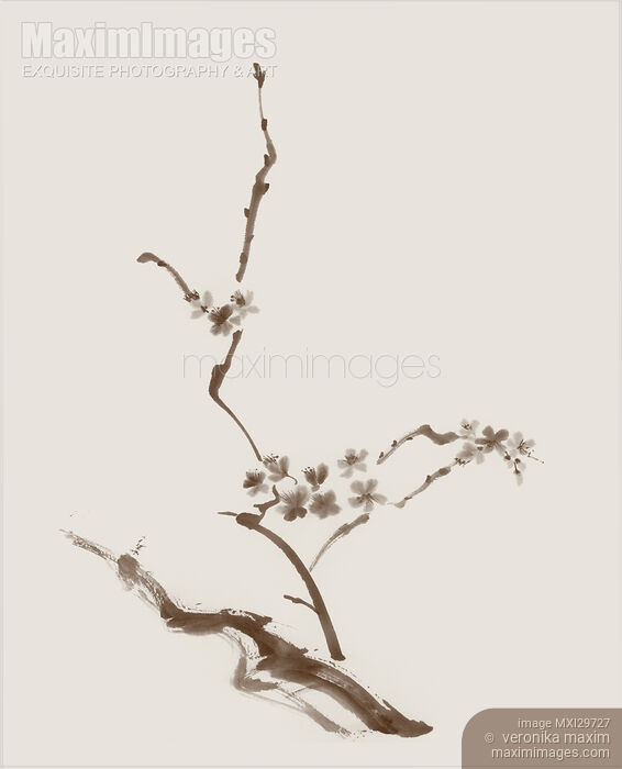 Stock image of Sakura tree branch with blossoms artistic Zen design illustration on beige background Buy commercial use license at MaximImages