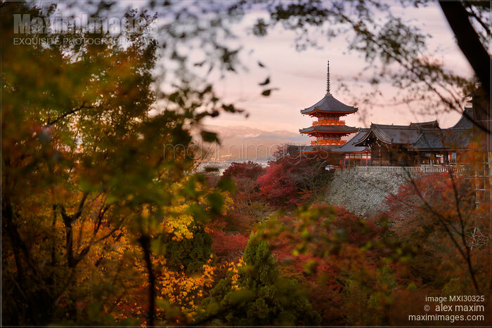 Stock photo of Sanjunoto pagoda behind colorful autumn tree leaves Kiyomizu-dera temple Kyoto Japan Buy commercial use license at MaximImages
