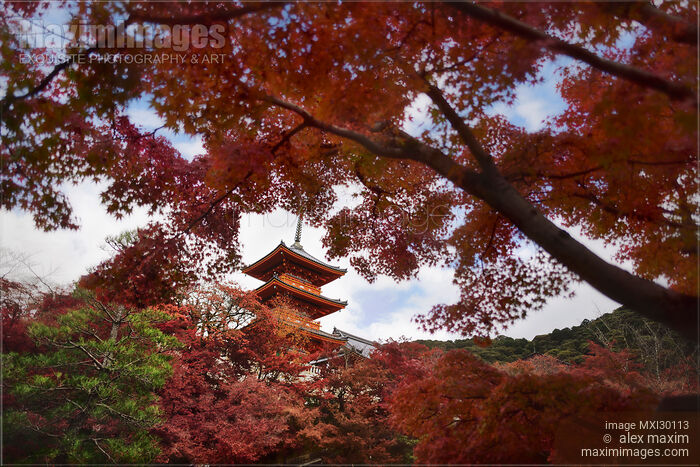 Stock photo of Sanjunoto pagoda of Kiyomizu-dera Buddhist temple in beautiful autumn scenery behind red Japanese maples Buy commercial use license at MaximImages