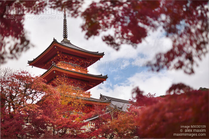 Stock photo of Sanjunoto pagoda of Kiyomizu-dera temple in Kyoto framed by red autumn leaves Buy commercial use license at MaximImages