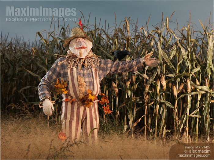Stock photo of Scarecrow in a Corn Field Buy commercial use license at MaximImages