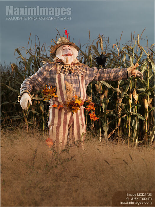 Stock photo of Scarecrow in a Corn Field Buy commercial use license at MaximImages
