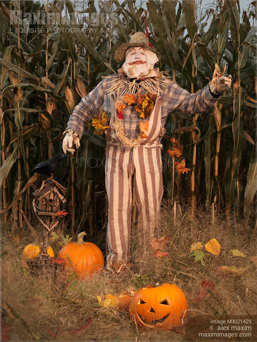 Scarecrow in a Corn Field Stock photo of Scarecrow in a Corn Field Buy commercial use license at MaximImages