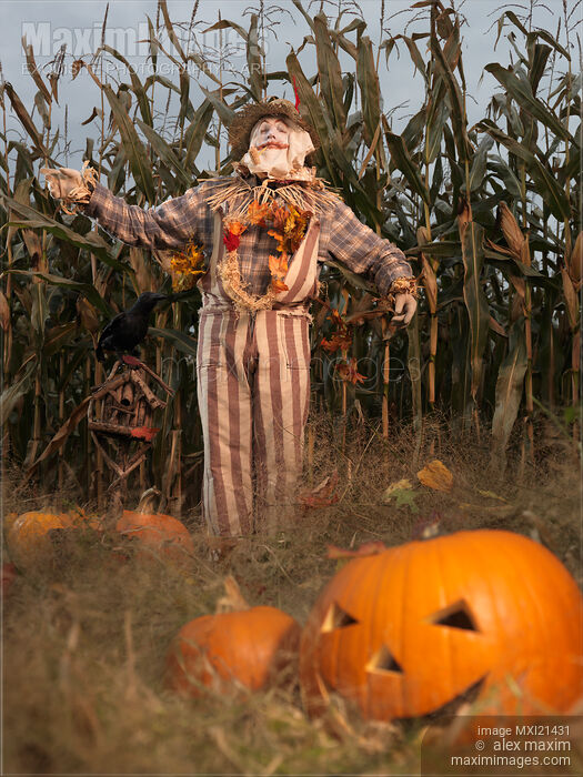 Photo of Scarecrow in a Corn Field | Stock Image MXI21431