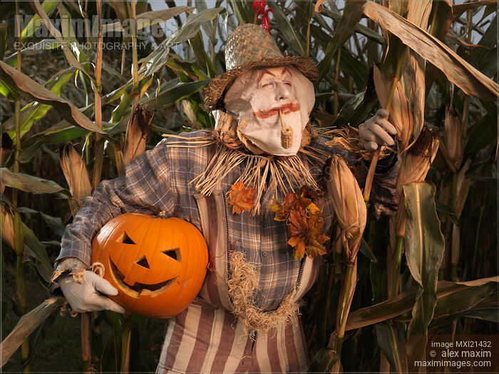 Stock photo of Scarecrow with a Carved Pumpkin  in a Corn Field Buy commercial use license at MaximImages