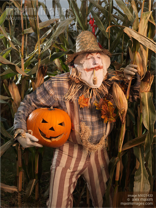 Stock photo of Scarecrow with a Carved Pumpkin  in a Corn Field Buy commercial use license at MaximImages