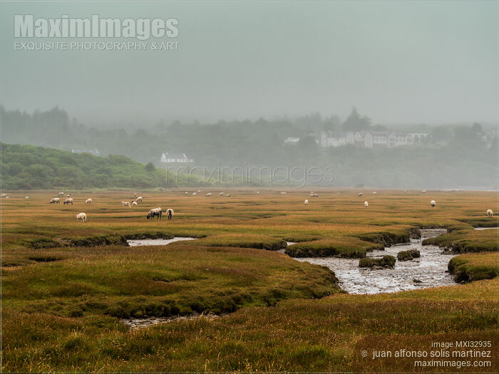 Stock photo of Sheep feeding on grass in Sligo Ireland misty landscape scenery Buy commercial use license at MaximImages