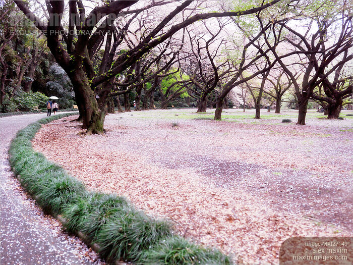 Shinjuku Gyoen National Garden during cherry blossom Stock photo of Shinjuku Gyoen National Garden during cherry blossom Buy commercial use license at MaximImages