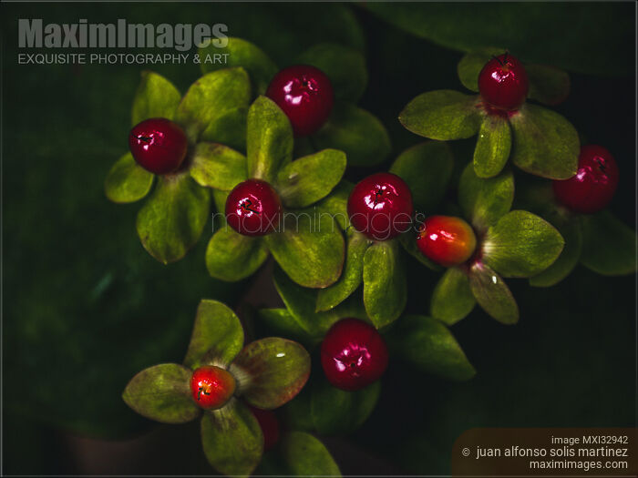 Stock photo of Shiny tempting dark red berries on a shrub Dramatic closeup Buy commercial use license at MaximImages