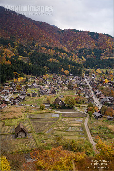 Stock photo of Shirakawa-go traditional Japanese village with Gassho houses and farmland in autumn rural scenery Shirakawago Japan Buy commercial use license at MaximImages