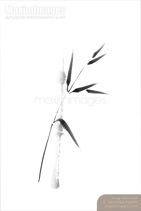 Single bamboo stalk and a branch with leaves asian black and white design Stock image of Single bamboo stalk and a branch with leaves asian black and white design Buy commercial use license at MaximImages