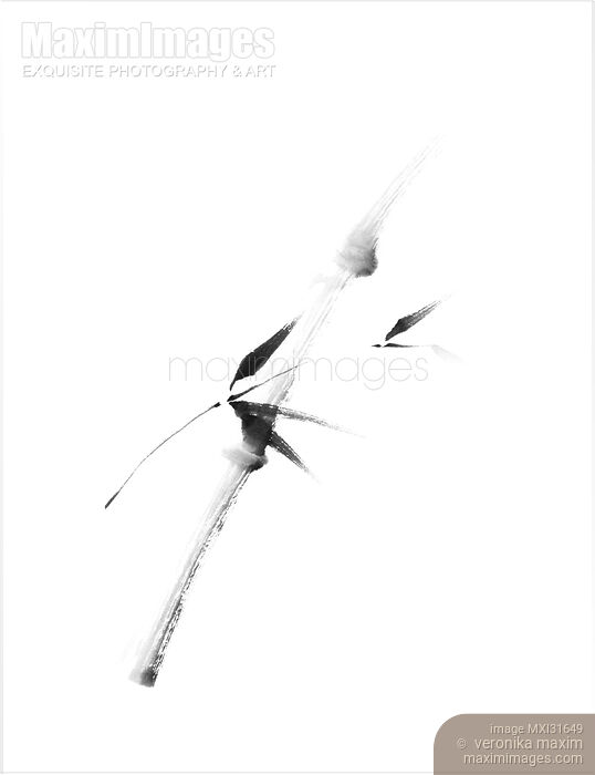 Stock image of Single bamboo stalk with leaves delicate sumi-e black and white design Buy commercial use license at MaximImages