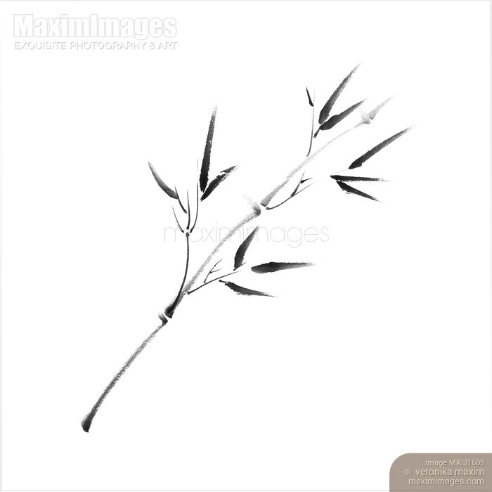 Single branch of young bamboo with leaves sumi-e asian illustration Stock image of Single branch of young bamboo with leaves sumi-e asian illustration Buy commercial use license at MaximImages