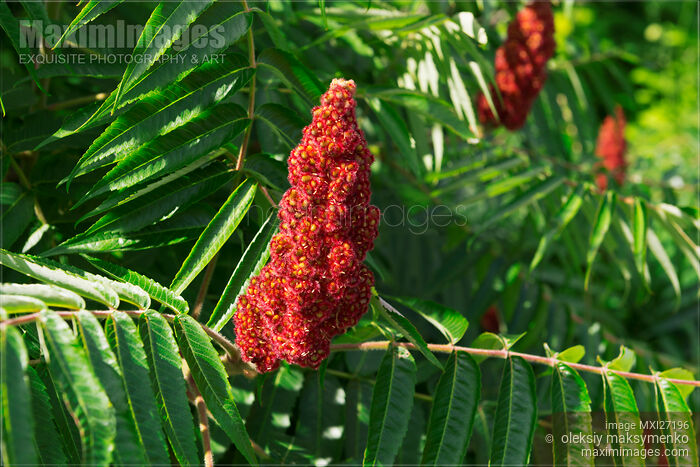 Staghorn Sumac bob Stock photo of Staghorn Sumac bob Buy commercial use license at MaximImages