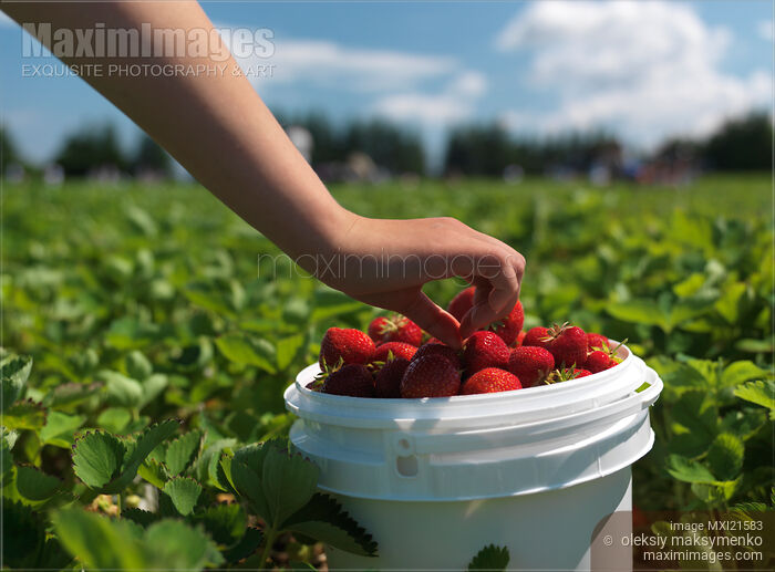 Stock photo of Strawberry Farm Buy commercial use license at MaximImages