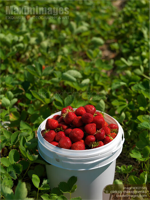 Stock photo of Strawberry Farm Buy commercial use license at MaximImages