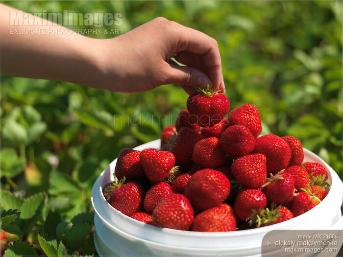 Stock photo of Strawberry Farm Buy commercial use license at MaximImages