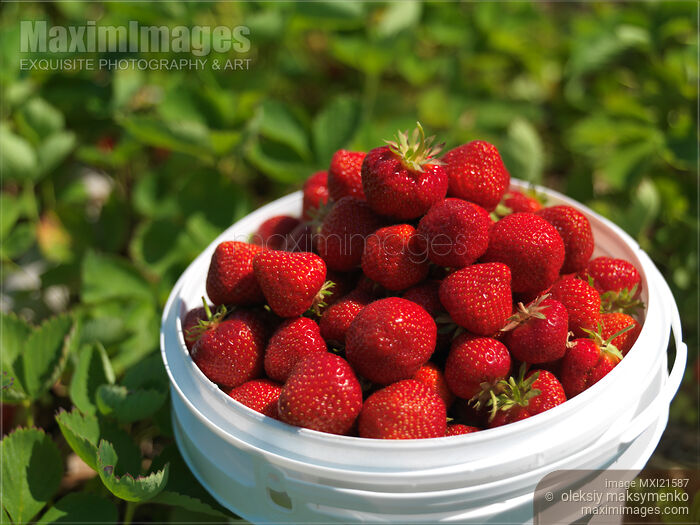 Stock photo of Strawberry Farm Buy commercial use license at MaximImages