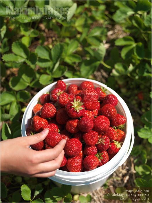 Stock photo of Strawberry Farm Buy commercial use license at MaximImages