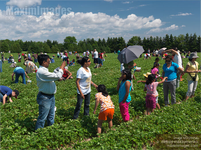 Stock photo of Strawberry Farm Buy commercial use license at MaximImages