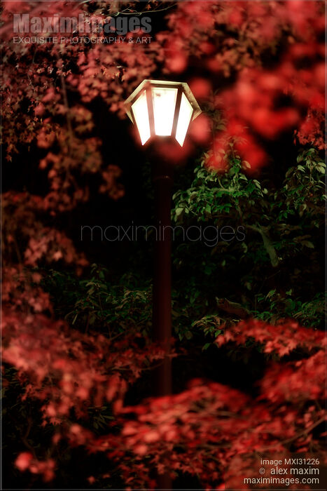 Street lamp and red Japanese maple trees at night in autumn Stock photo of Street lamp and red Japanese maple trees at night in autumn Buy commercial use license at MaximImages