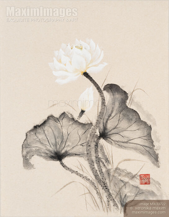 Stock image of Sumi-e painting of a blooming white lotus flowers with leaves on rice paper Buy commercial use license at MaximImages