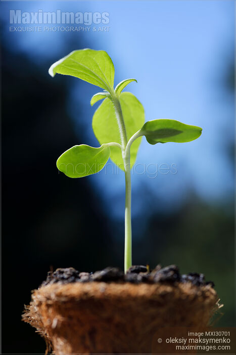 Stock photo of Sunflower plant seedling in a coco coir pot Buy commercial use license at MaximImages