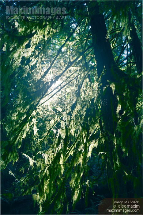 Stock photo of Sunlight through mossy tree branches in a forest Buy commercial use license at MaximImages