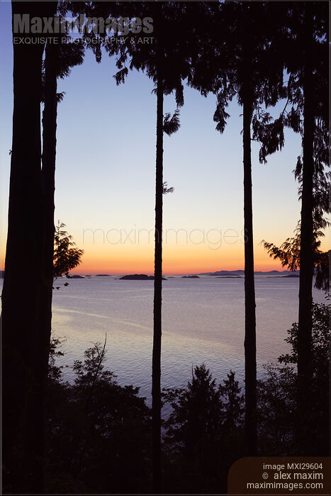 Sunset over the ocean scenery through a frame of tall cedar trees on Vancouver Island Stock photo of Sunset over the ocean scenery through a frame of tall cedar trees on Vancouver Island Buy commercial use license at MaximImages