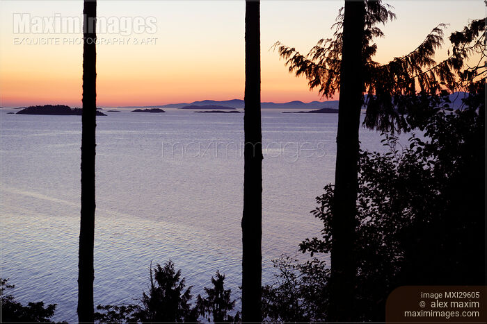 Stock photo of Sunset over the ocean scenery through tall cedar trees on Vancouver Island Buy commercial use license at MaximImages