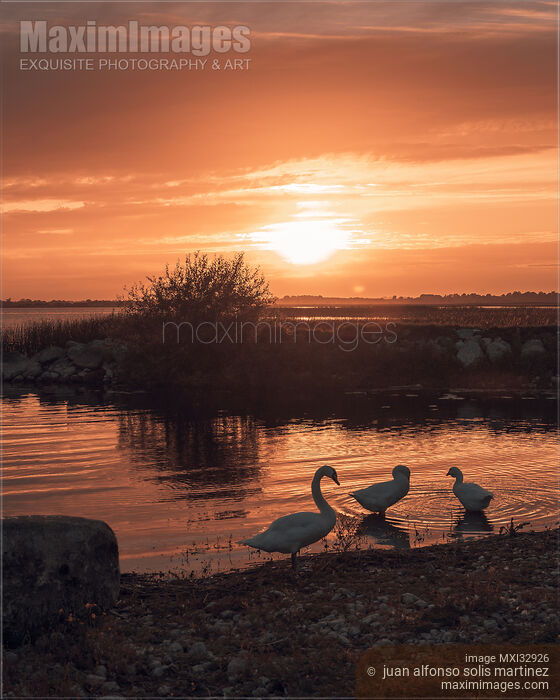 Stock photo of Swans bathing in a lake in tranquil sunset nature scenery in Ireland Buy commercial use license at MaximImages
