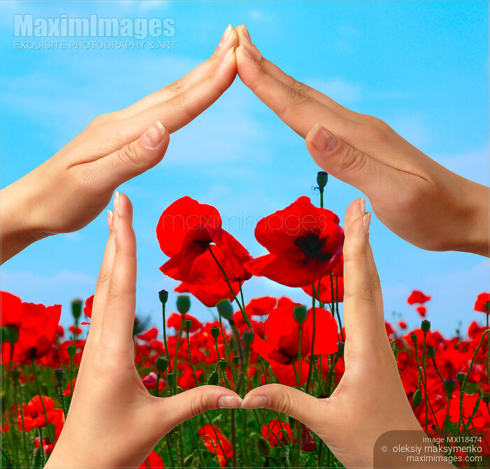 Stock photo of Symbol home over red poppy field Buy commercial use license at MaximImages