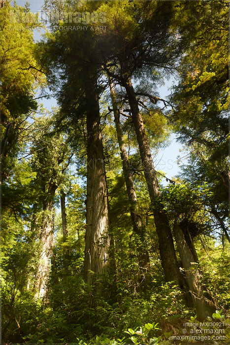 Tall Douglas Firs at the Pacific Rim National Park Rainforest in Tofino BC Stock photo of Tall Douglas Firs at the Pacific Rim National Park Rainforest in Tofino BC Buy commercial use license at MaximImages